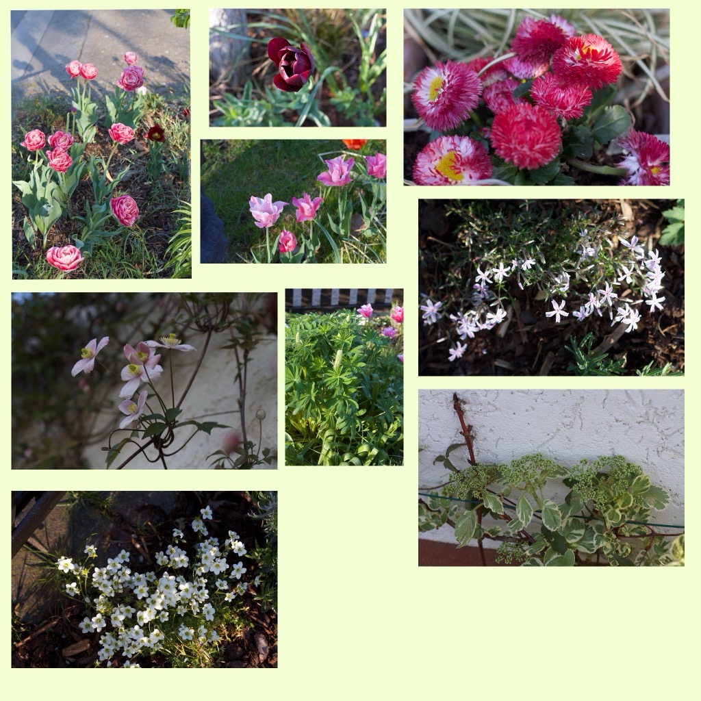 Es blüht so&nbsp;schön