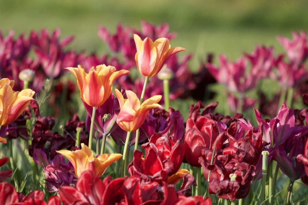 Landesgartenschau Kamp-Lintfort 1. Rundgang im April&nbsp;2020