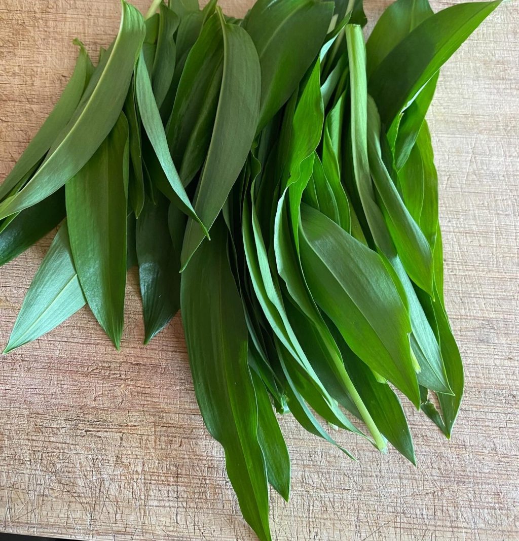 Bärlauch (Allium ursinum)