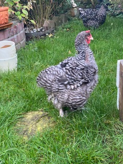 Hühner im Gemüsegarten auf der Wiese