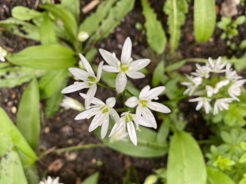 filigrane Bärlauch-Blüte