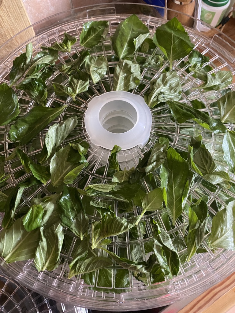 Tulsi-Basilikum im Dörrautomat, Heilpflanze