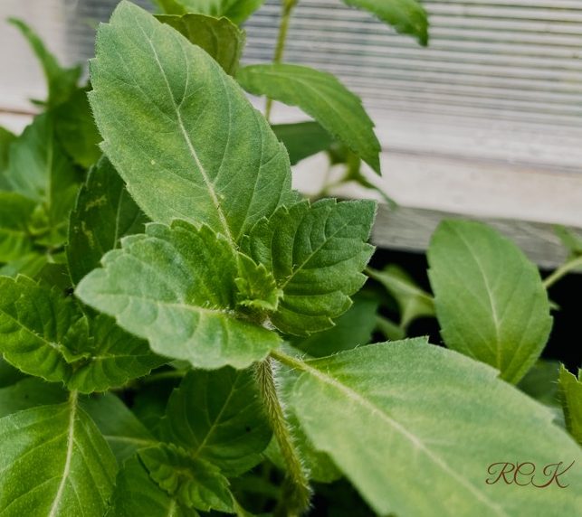 Tulsi-Basilikum, das sog. Heilige&nbsp;Basilikum